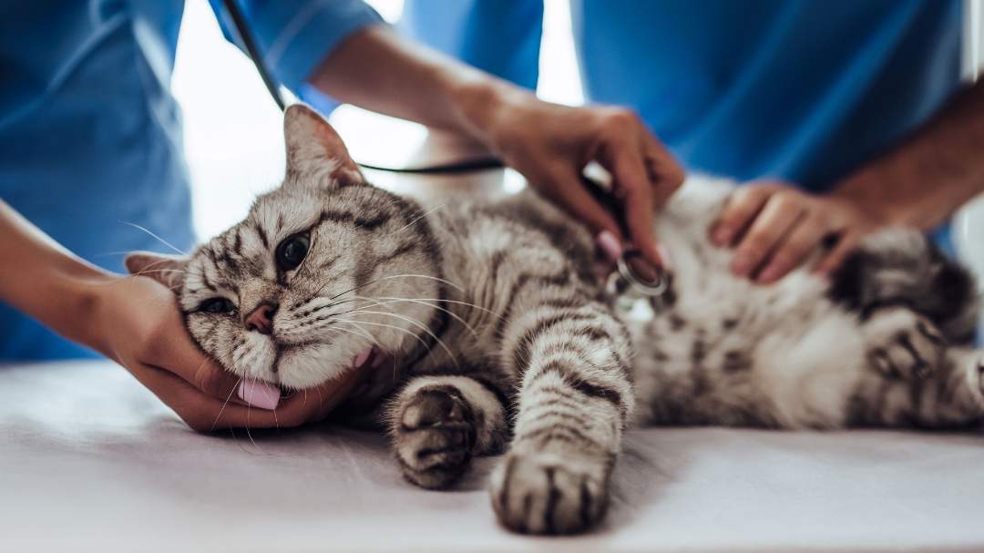Gato tumbado sobre una camilla en un hospital veterinario 