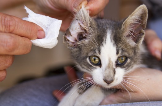 A un gatito le limpian una oreja con un paño