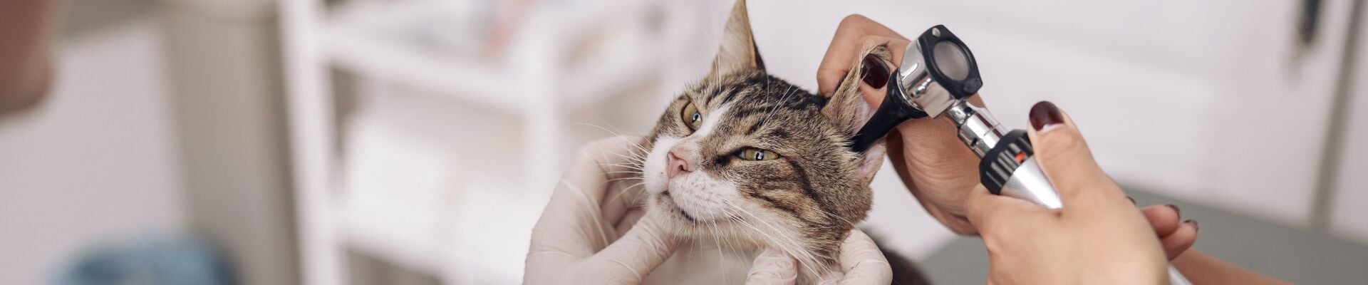 Un veterinario examinando los oídos de un gato