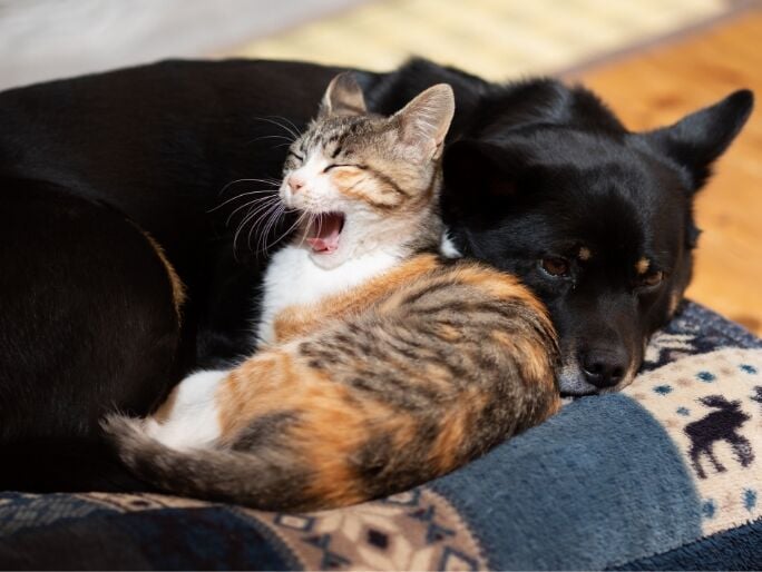 Un gatito bostezado tumbado junto a un perro somnoliento