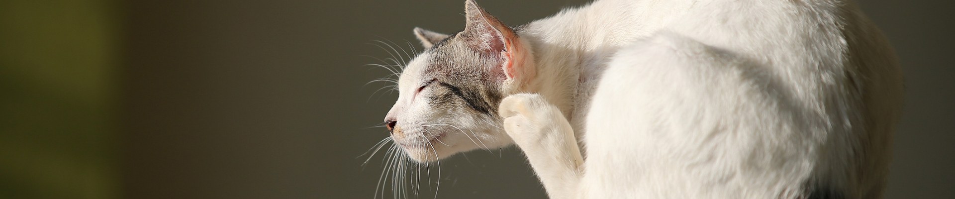Un gato gris y blanco rascándose una oreja