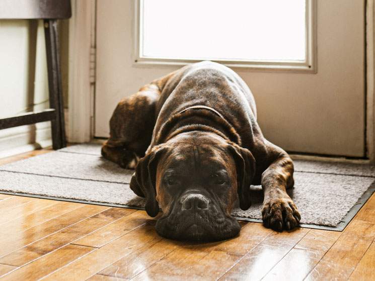 Un perro marrón grande tumbado en el suelo en el interior