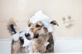 Un perro café en una bañera cubierto de espuma de jabón