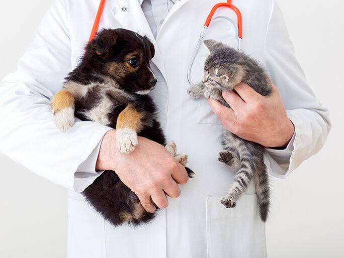 Un médico que sostiene a un cachorro y un gatito