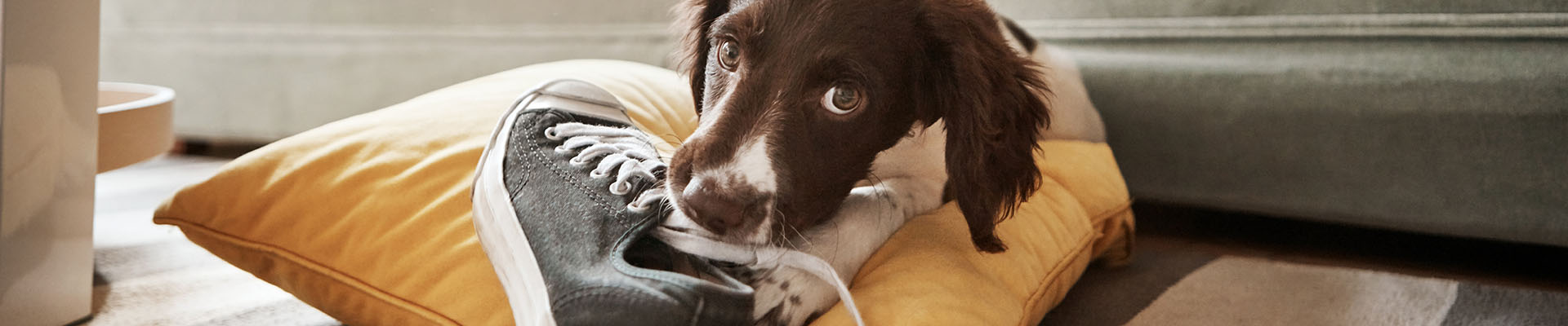 perro masticando un zapato marrón