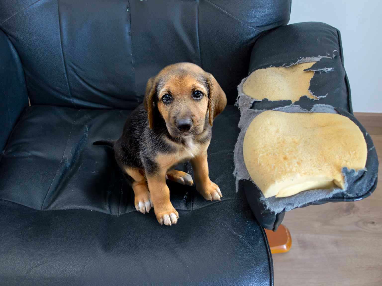 cachorro que ha roto un sofá
