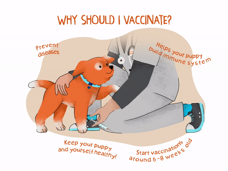 Vacunas para cachorros 