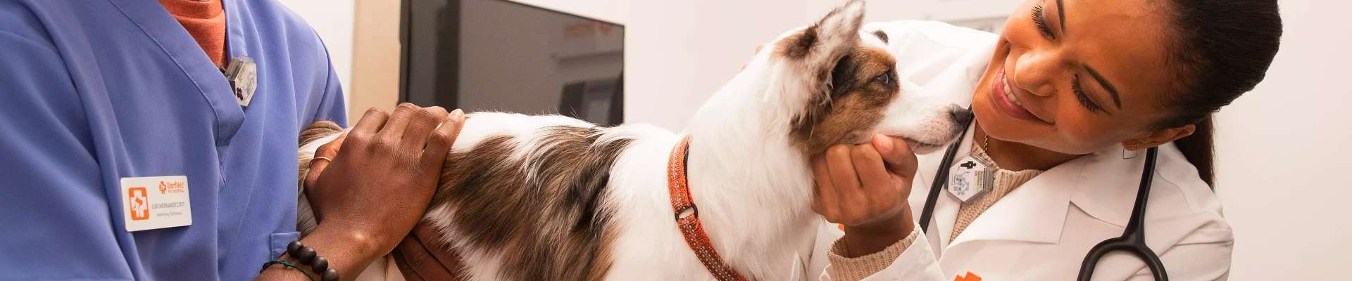Un veterinario examinando a un cachorro y administrándole una vacuna en Banfield Pet Hospital