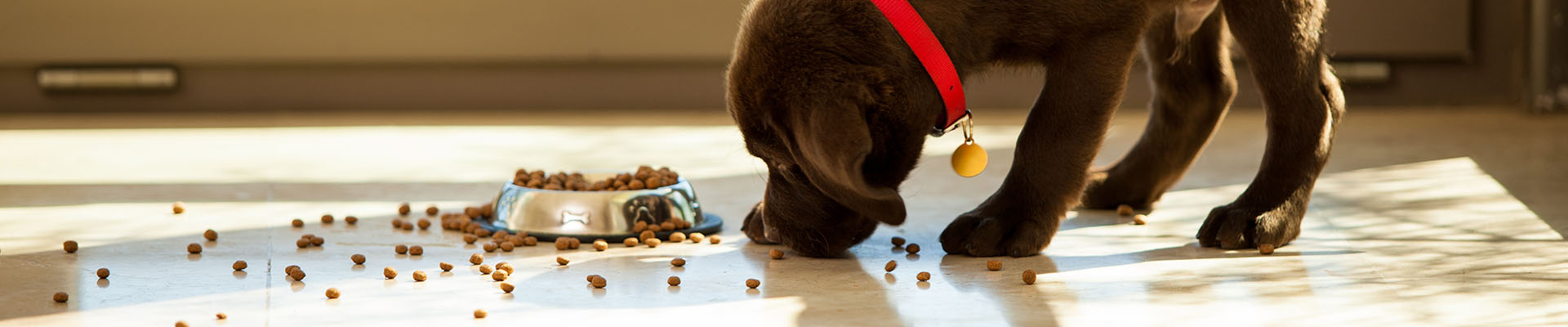 cachorro que come alimento extruido para perro