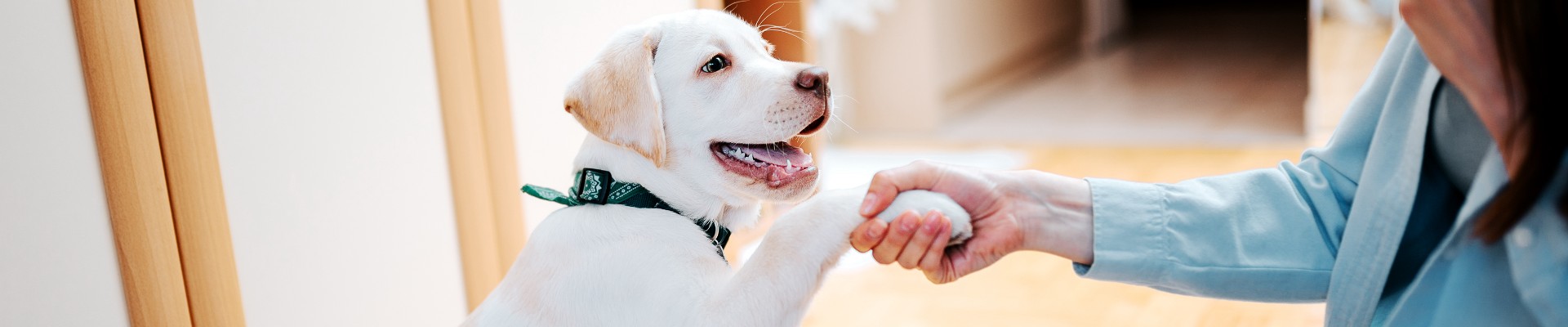 perro blanco sonriente dando la mano