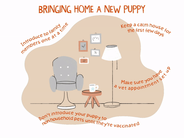 Gráfico vectorial de cómo llevar a casa un cachorro nuevo