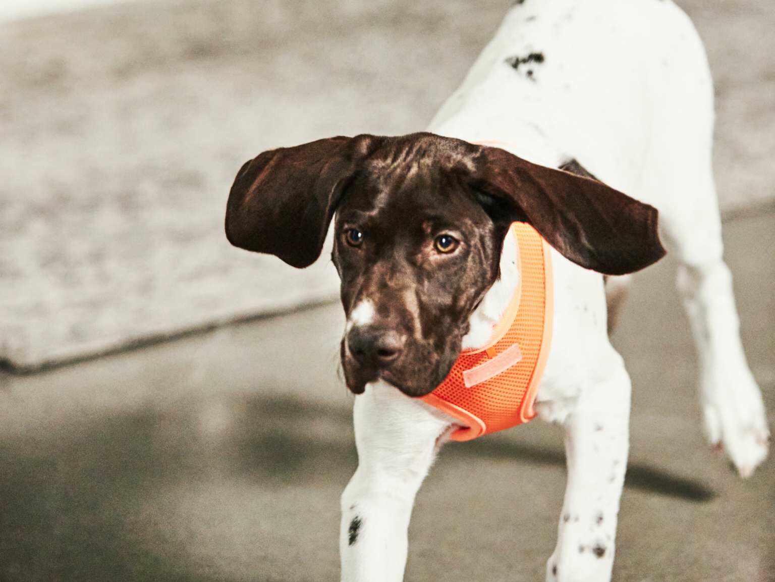Un cachorro con un chaleco naranja