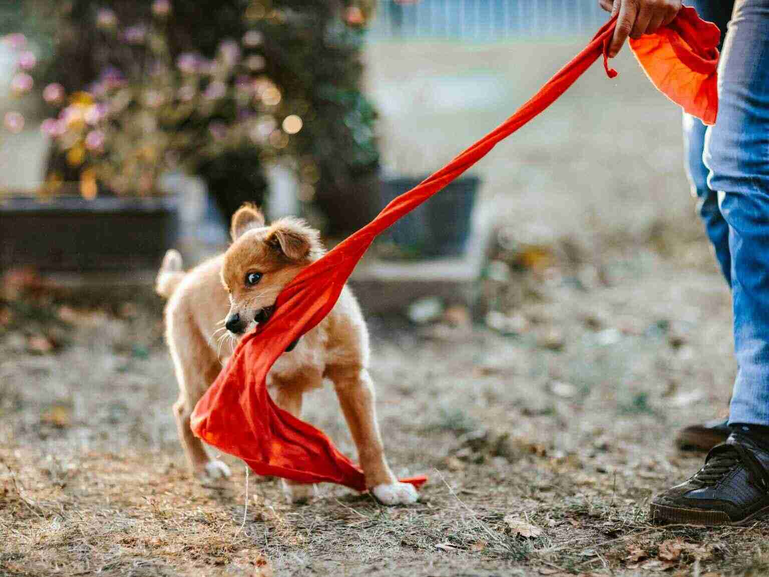 Un cachorro tirando de un paño de color naranja de su dueño