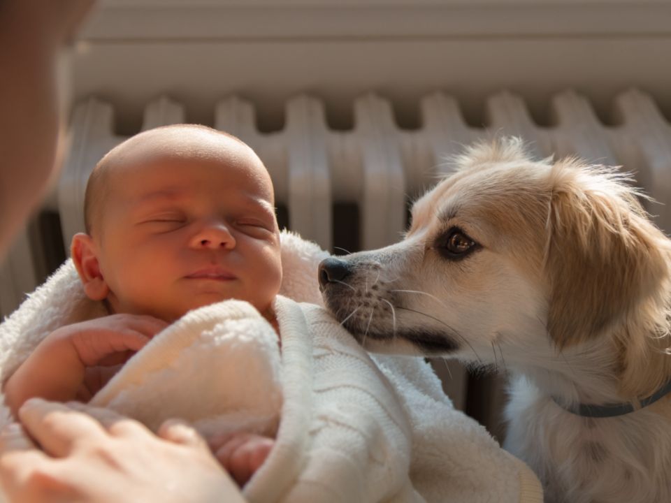 perro-conoce-a-bebé-recién-nacido