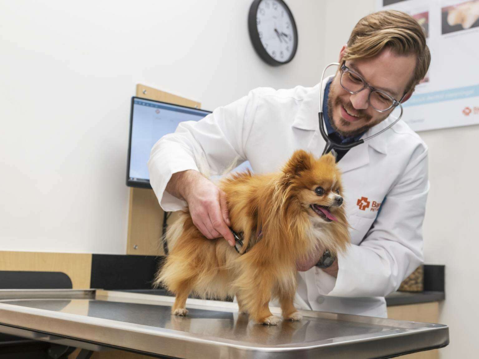 Joven veterinario examinando un cachorro en Banfield Pet Hospital