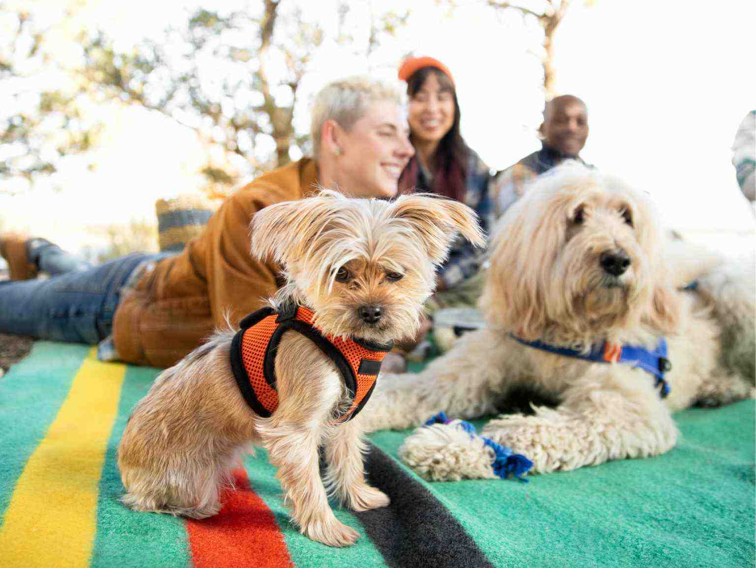 Un grupo de amigos disfrutando de un picnic con sus dos cachorros