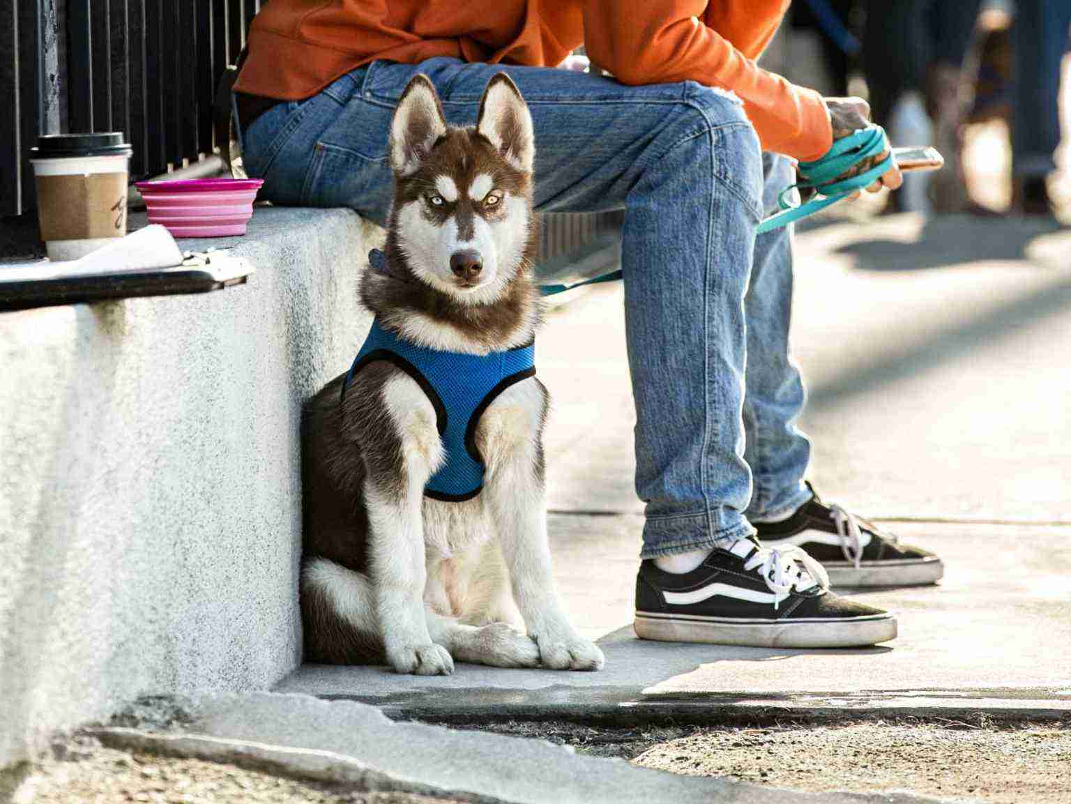 Un cachorro de husky gruñón sentado junto a su dueño