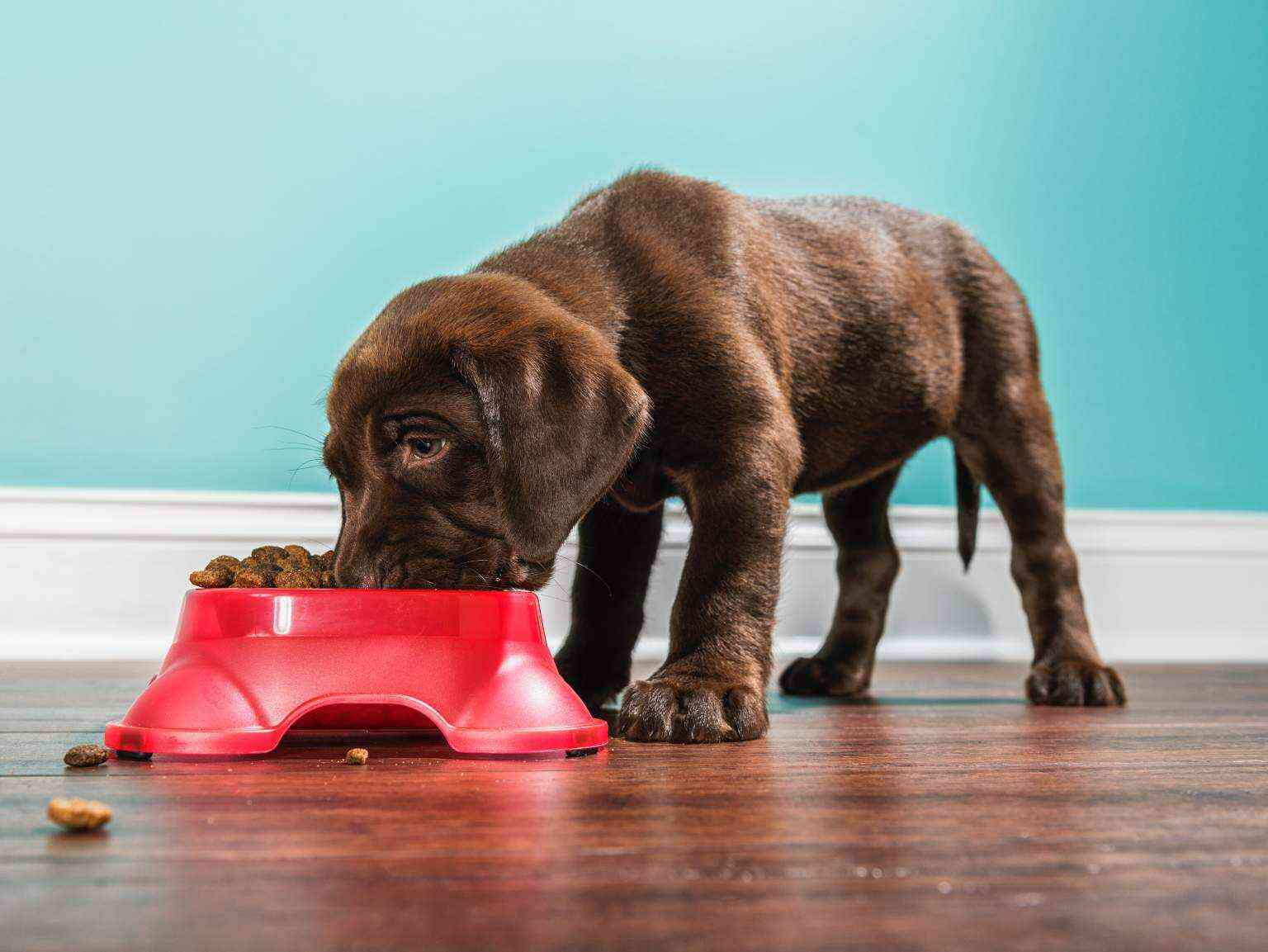 Un cachorro comiendo de un tazón de alimento extruido