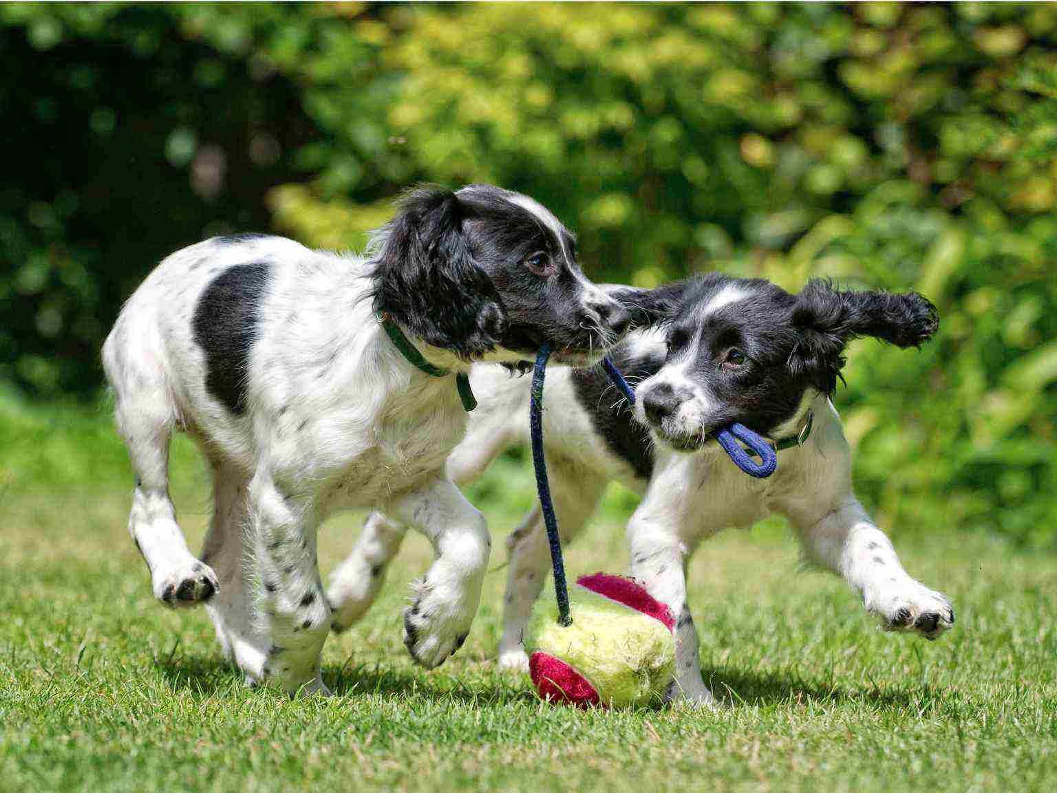 Dos cachorros jugando con un juguete de cuerda