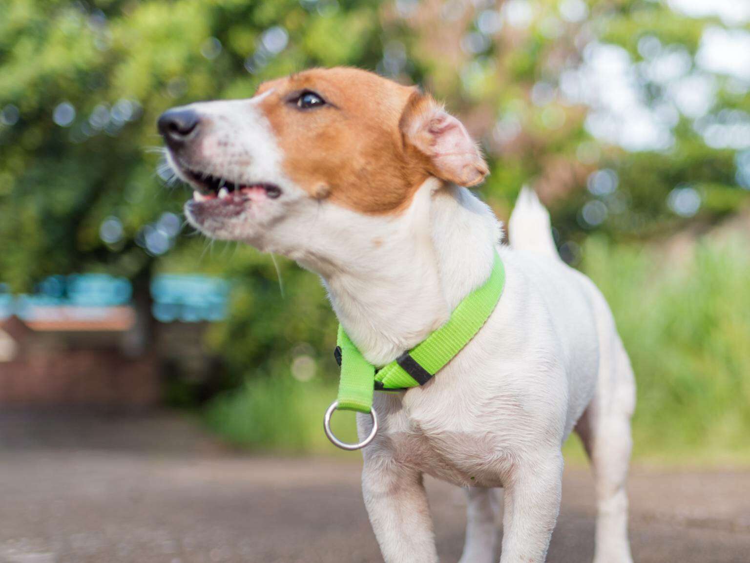 Un cachorro, con un collar verde, ladrando