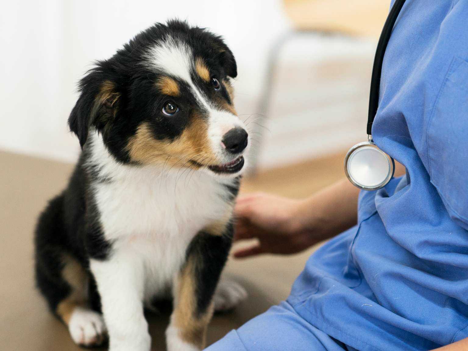 cachorro collie con un veterinario.