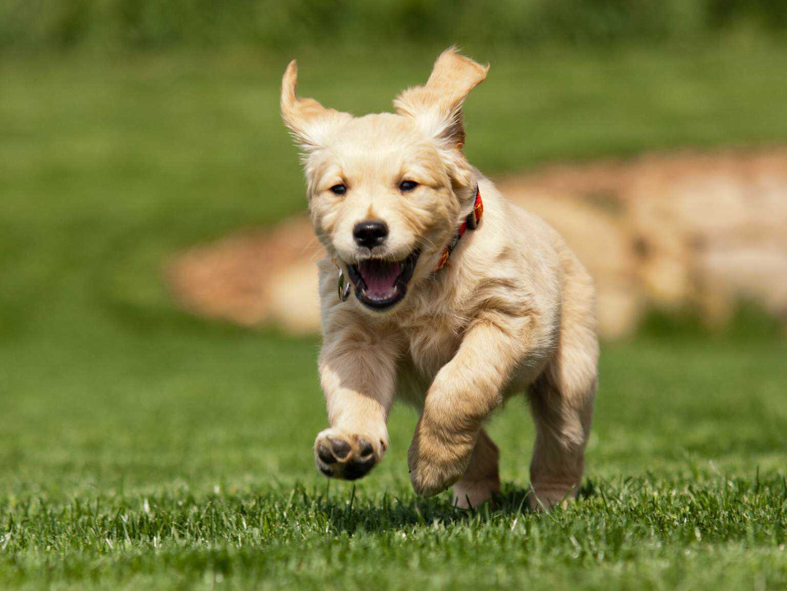 cachorro feliz que corre