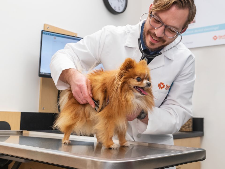 veterinario examina a un perro pequeño