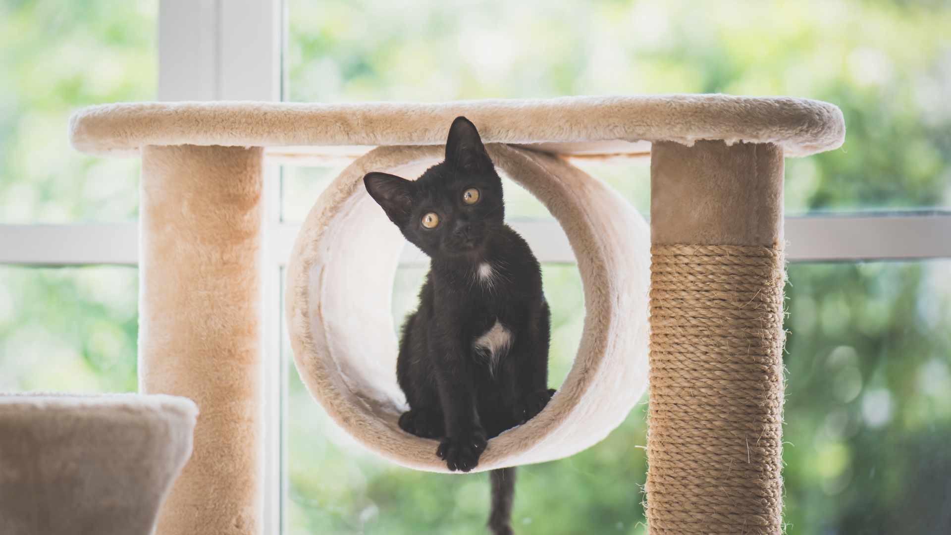 gatito negro jugando en un árbol para gatos de color marrón claro