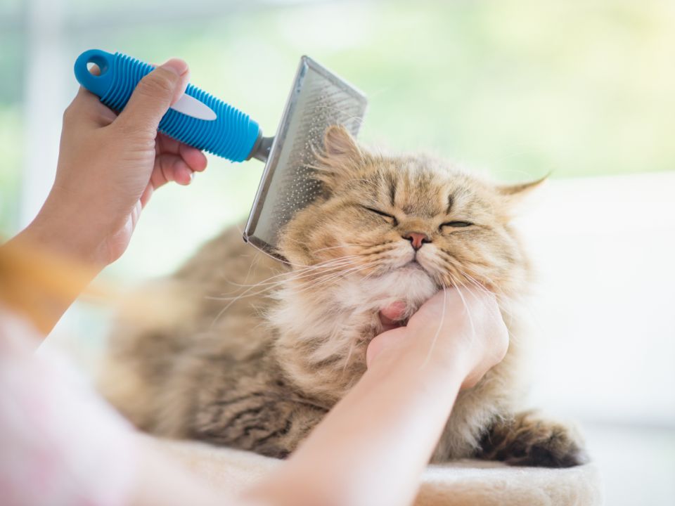 propietario cepillando el pelo de un gato