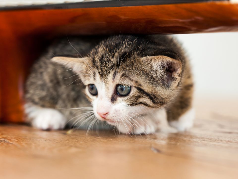 gatito rayado gris asustado debajo de un sofá