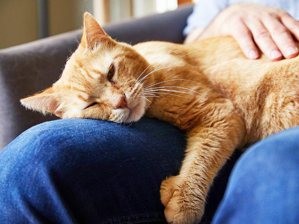 gato naranja durmiendo en un regazo