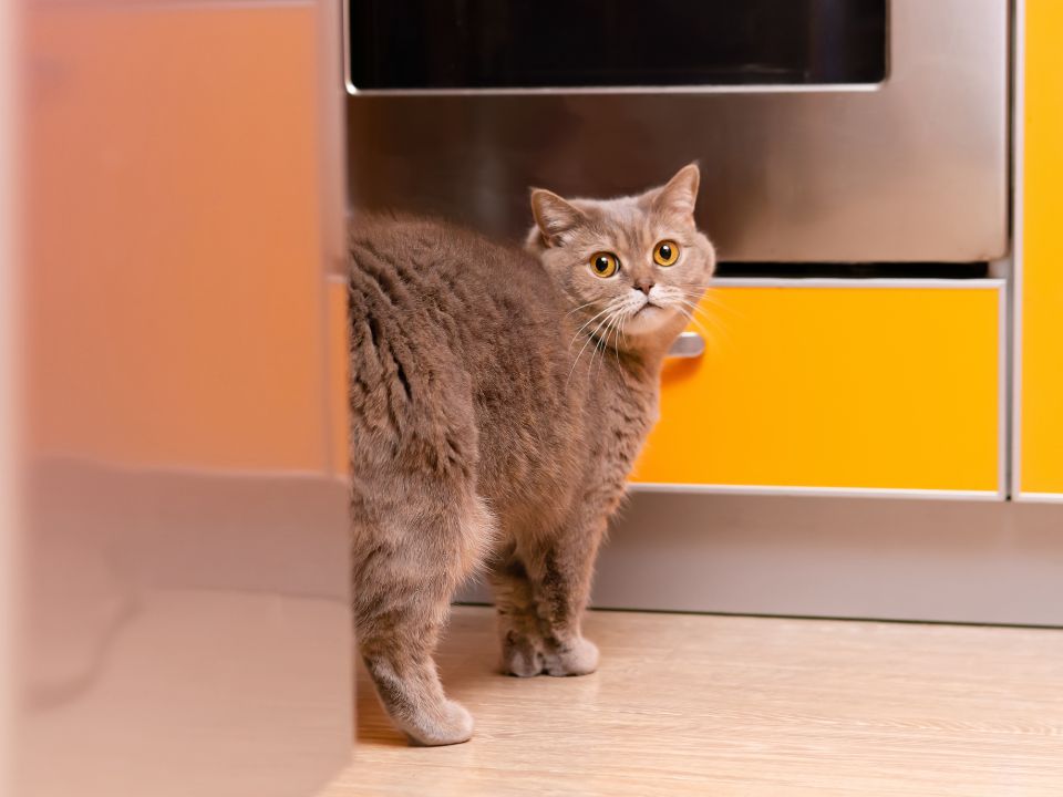gato gris cerca de un horno