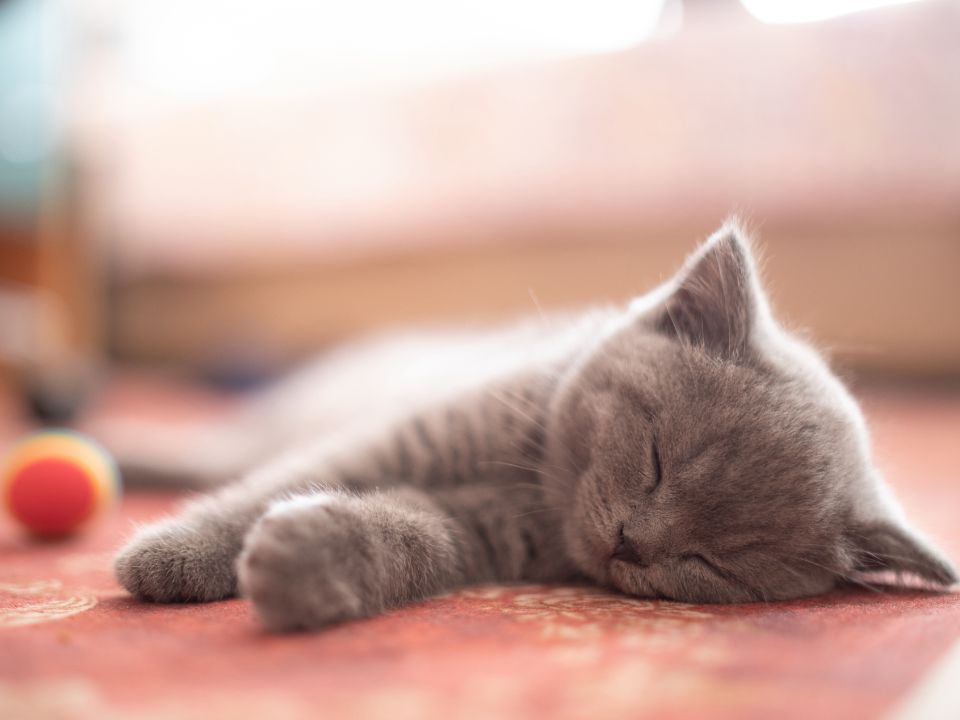 gatito gris durmiendo sobre un piso de madera