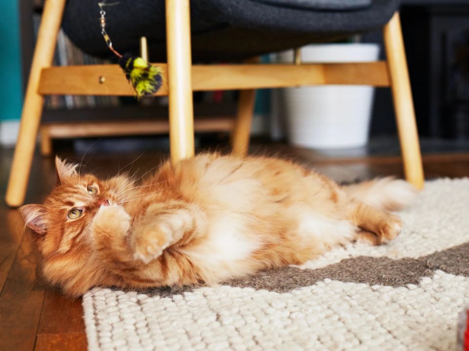 gato naranja jugando en el piso con un juguete de plumas