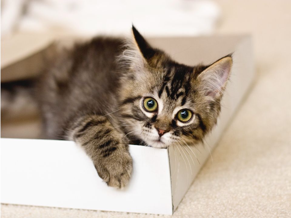 gatito rayado acostado en la tapa de una caja