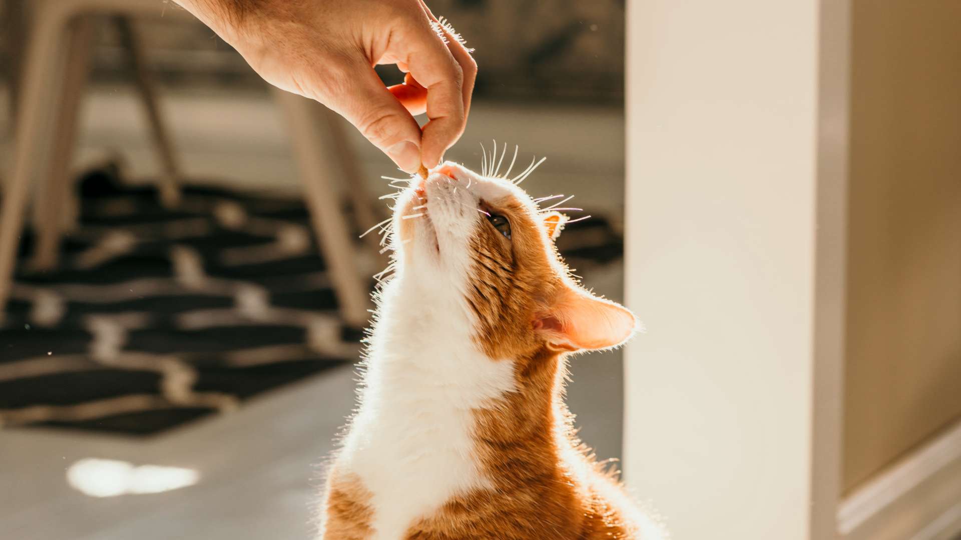 manos dando un premio a un gato naranja