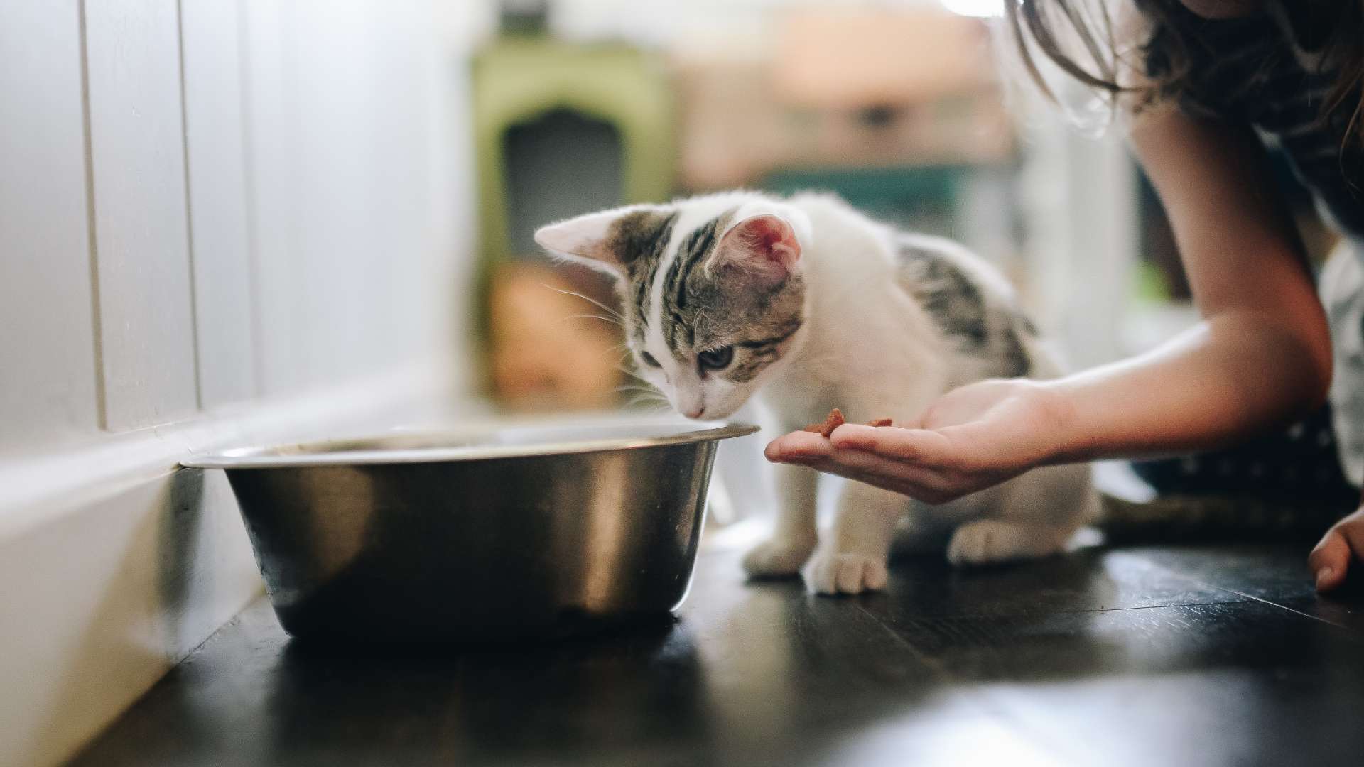 gatito oliendo un tazón de alimento