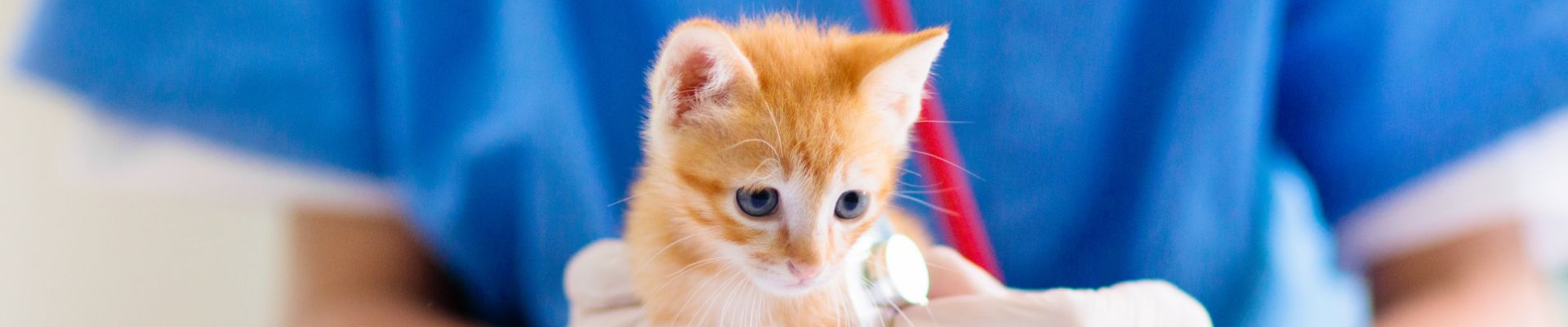 veterinario revisando la frecuencia cardíaca de un gatito naranja