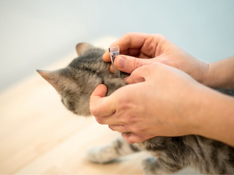 gato gris con tratamiento antipulgas