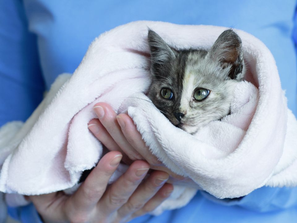 gatito gris de ojos verdes envuelto en una toalla