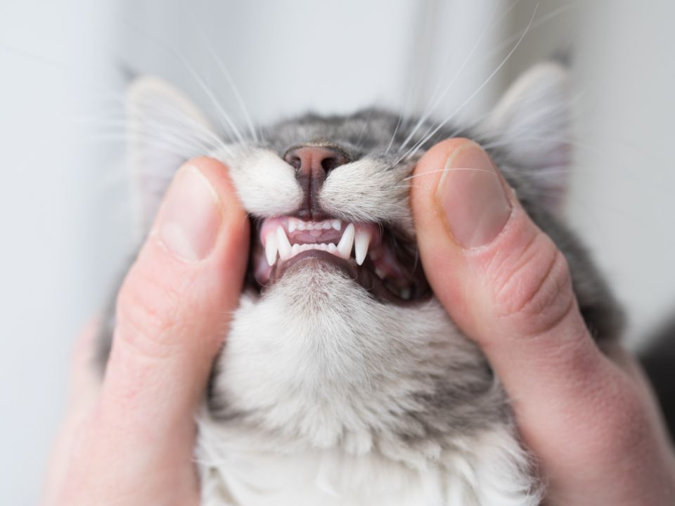 manos revisando los dientes a un gato