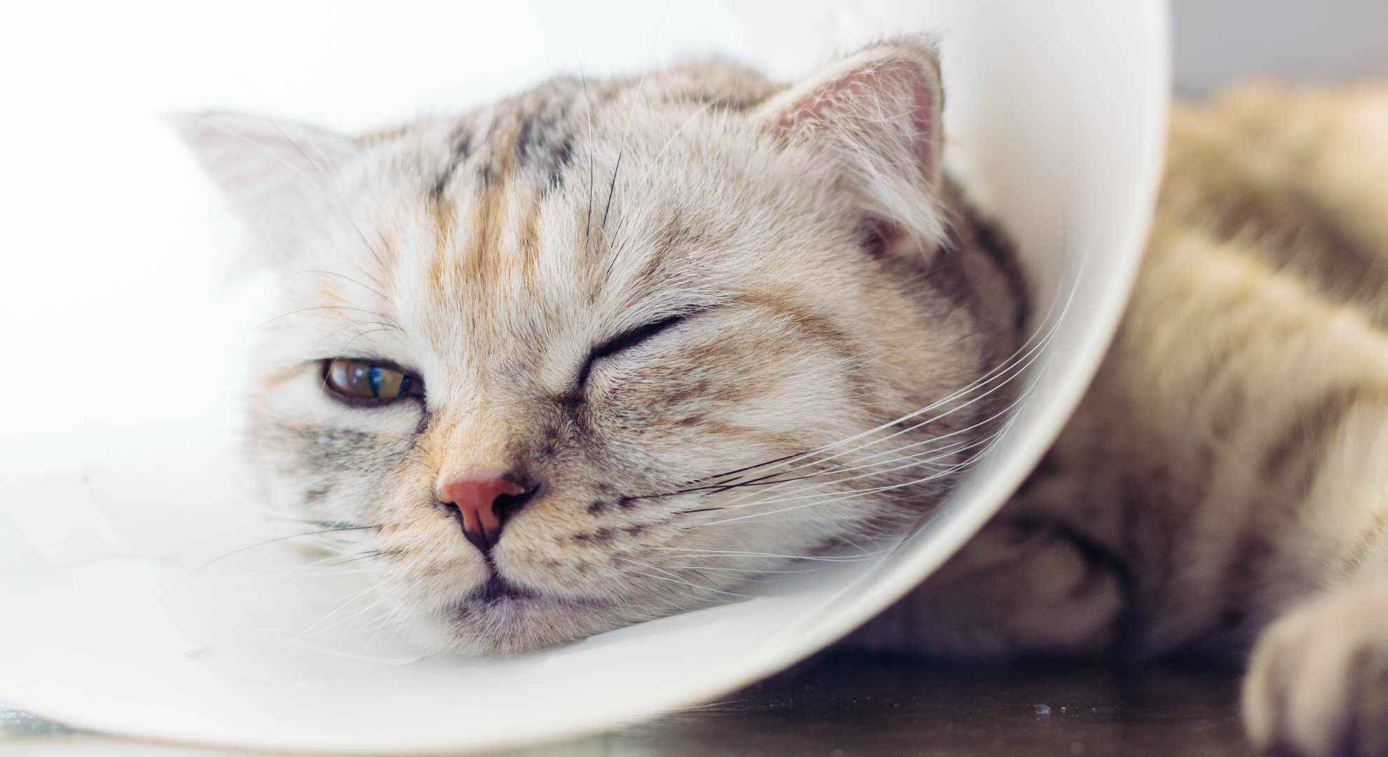 gato triste acostado con un collar de cono