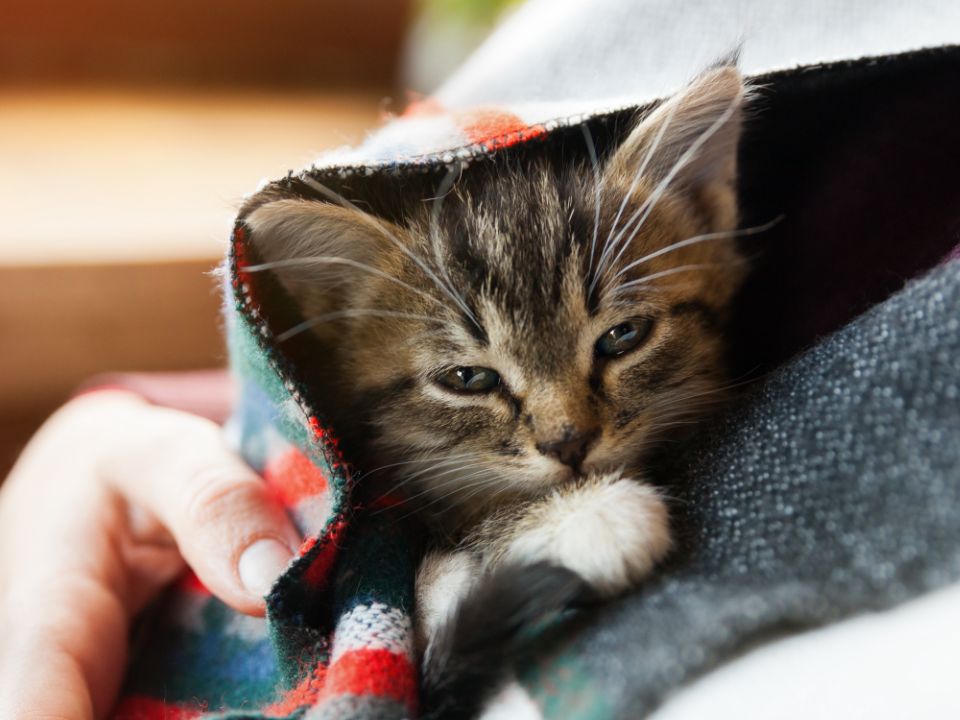 diminuto gatito marrón debajo de una manta