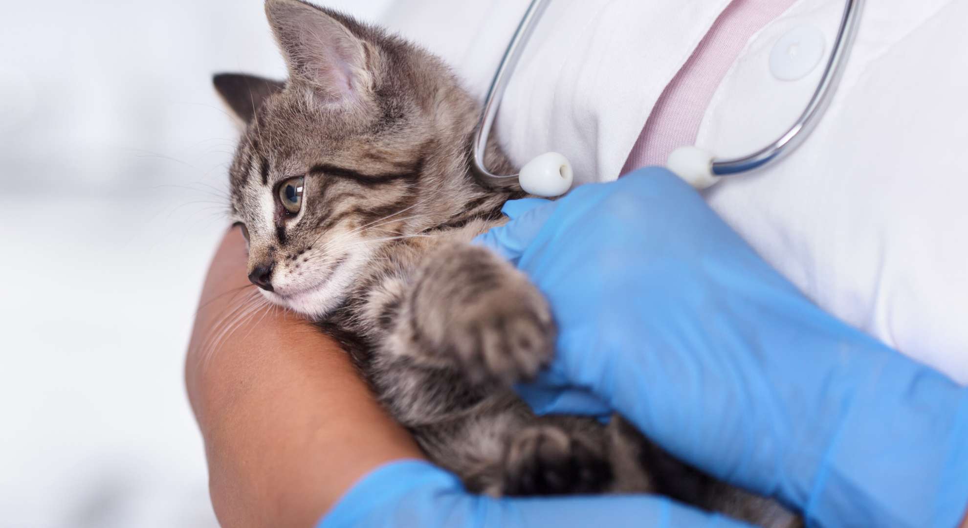 veterinario comprueba el latido del corazón de un gatito