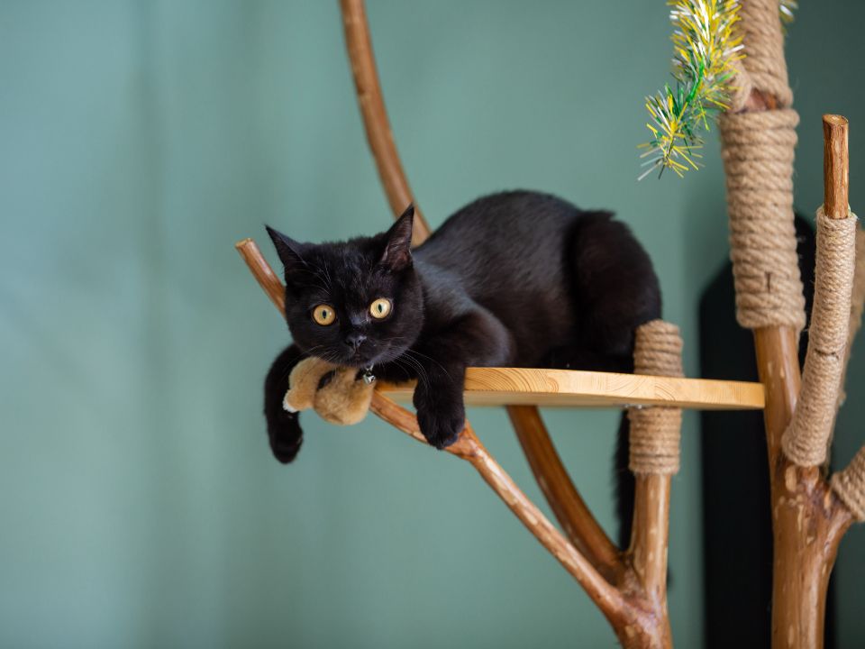 gato negro trepando el árbol para gatos