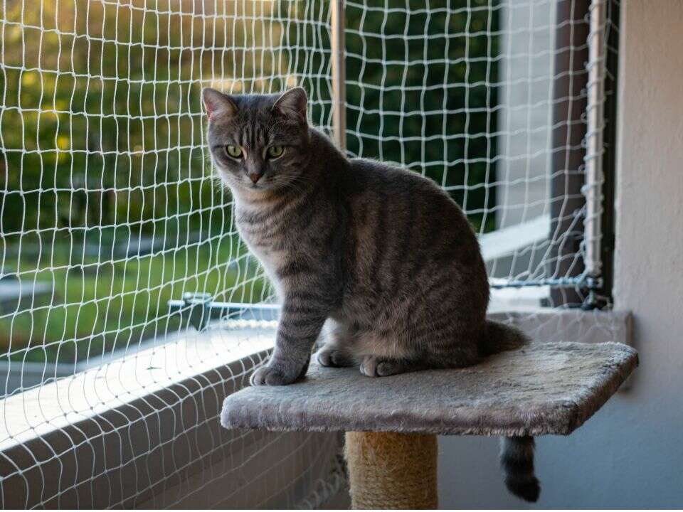 gato gris sentado en una percha