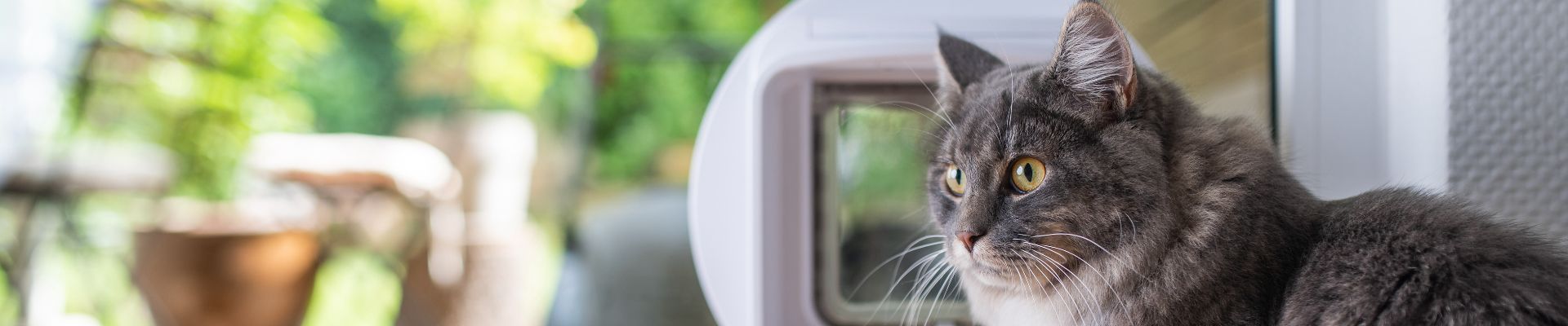 pancarta de un esponjoso gato gris junto a una ventana