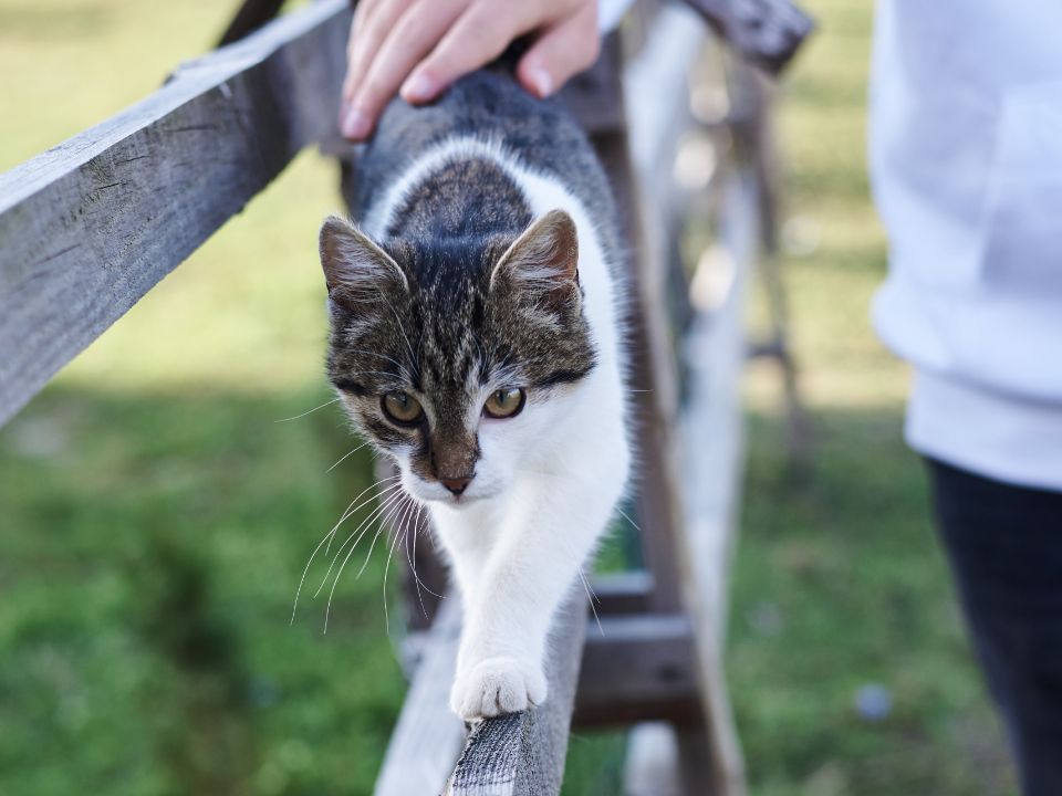 mano acariciando un gato que camina en una cerca