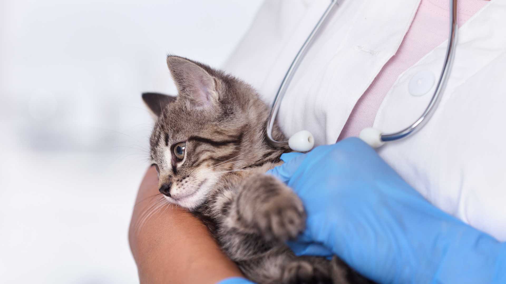 veterinario comprueba el latido del corazón de un gatito