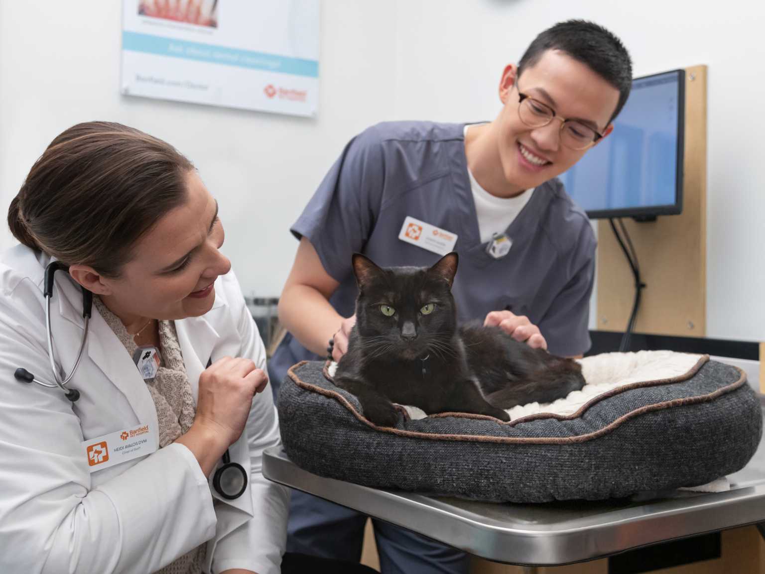 Médicos revisan a un gato en el hospital